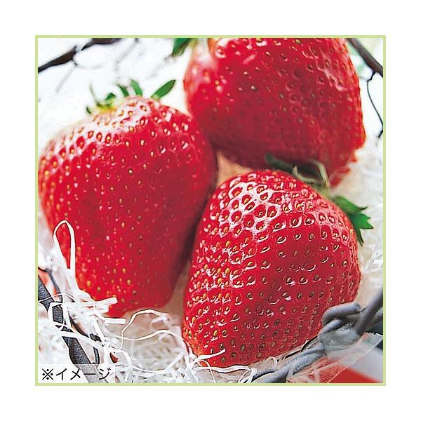 苺 イチゴ アイベリーの苗 5苗セット : 植物・園芸専門店 花育