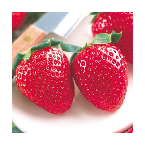 [Release date: September 23, 2025]苺（いちご・イチゴ）「女峰（にょほう）の苗」を販売しています。ショートケーキ作りに最適。1果13g程の苺（いちご・イチゴ）。濃い赤色で美しく、香りもありジューシーで、甘みと...
