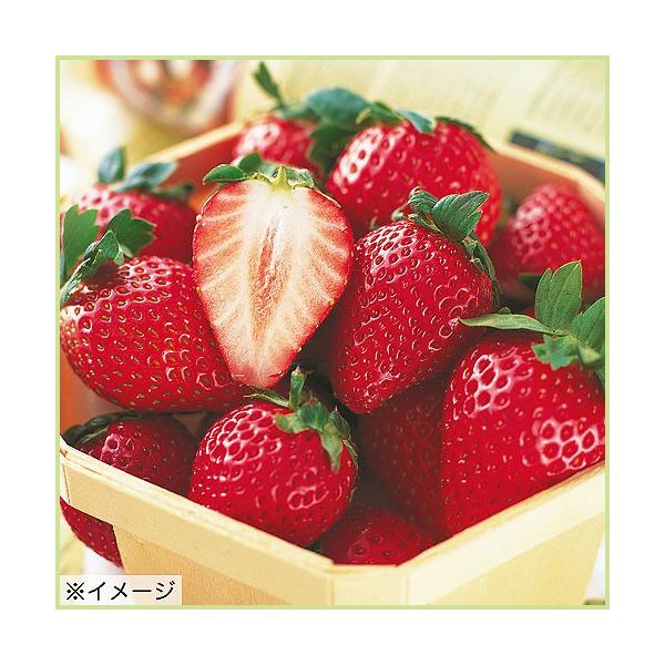 [Release date: September 23, 2025]苺（いちご・イチゴ）「とちおとめの苗（５苗セット）」を販売しています。迷ったら「とちおとめ」がおすすめ！1果15g程の中実の苺（いちご・イチゴ）。大きさ、均整のとれた美しい...