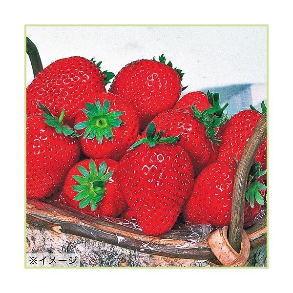 [Release date: September 23, 2025]苺（いちご・イチゴ）「幸の香（さちのか）の苗（５苗セット）」を販売しています。形の良いイチゴです。1果20g程のやや大実の苺（いちご・イチゴ）。甘みと酸味のバランスが良く、...