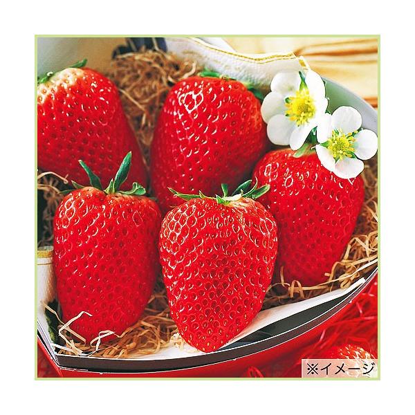 [Release date: September 23, 2025]苺（いちご・イチゴ）「紅ほっぺの苗」を販売しています。ほっぺの落ちる美味しさです！1果15〜20g程のやや大実の苺（いちご・イチゴ）。甘さもあるがやや酸味が強く、イチゴ本来...