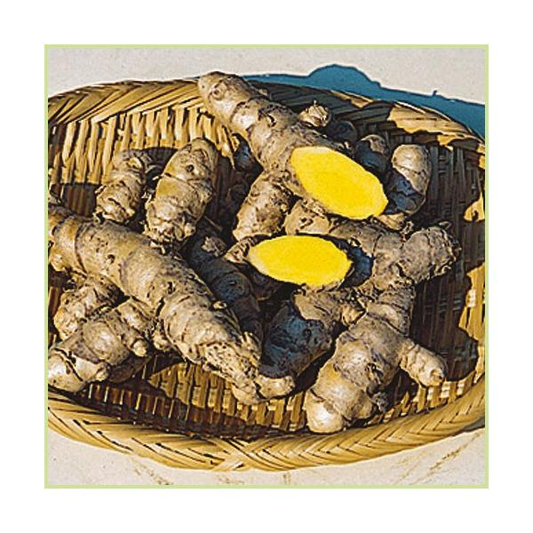 春ウコンはウコンの1種で、春に桃色の花を咲かせます。姜黄（キョウオウ）とも呼ばれており、昔から薬用として用いられ、根茎は明黄色で強い苦みがあります。秋になり地上部が黄色くなってきたら掘り起こして収穫します。すりおろしたウコンを生のままや乾燥...