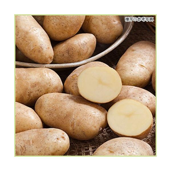 野菜・じゃがいも（ジャガイモ）「北海こがね（ホッカイコガネ）の種芋（2kg）」を販売。栽培し易く家庭菜園向け。北海こがね（ホッカイコガネ）は煮くずれしにくく、煮物やフライドポテトにおすすめのジャガイモです。ややねっとりとしてまろやかな舌ざわ...