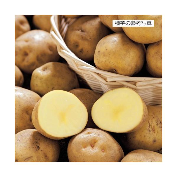 野菜・じゃがいも（ジャガイモ）「キタアカリの種芋（1kg）」を販売しています。キタアカリは明るい肉色とホクホクした甘みで人気のじゃがいも（ジャガイモ）です。生育や特徴は「男爵」に似ており、病気に強く収穫量も多い。特にビタミンＣ含有量が多いの...