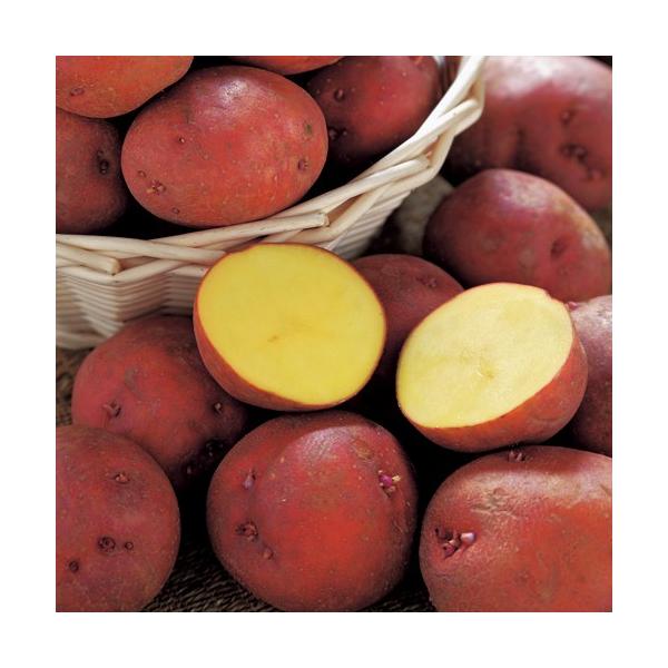 「アンデスレッド」は、口当たりがよく、ホクホクと甘い大人気品種。表皮は薄く、赤い色をしています。加熱するとほくほくした食感に仕上がり甘み旨みがあってとても美味しいです。じゃがいも（ジャガイモ）「アンデスレッドの種芋」： 約1kg