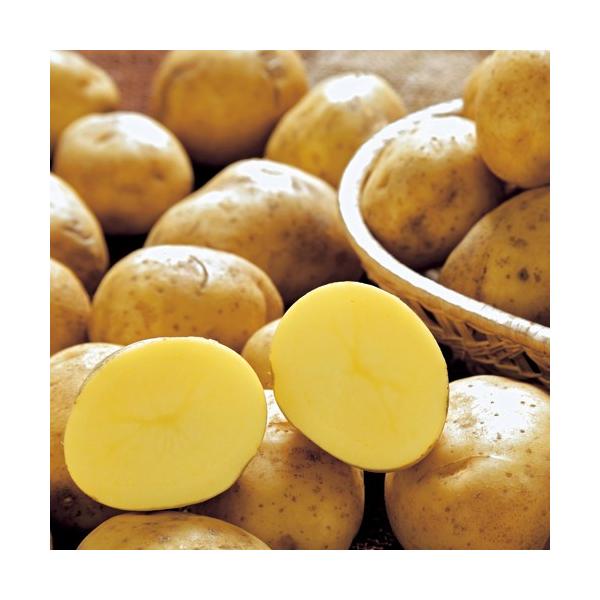 野菜・じゃがいも（ジャガイモ）「十勝こがね（トカチコガネ）の種芋（1kg）」を販売。男爵に似たやや粉質の食感で、バランスよい食味が楽しめるじゃがいもです。シストセンチュウに抵抗性があり、栽培容易。皮が薄く芽のでこぼこもすくないため、ピーラー...