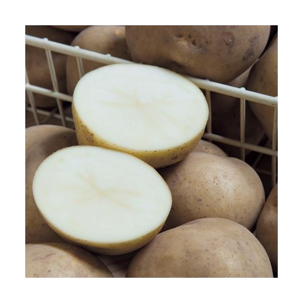 野菜・じゃがいも（ジャガイモ）「きたかむいの種芋（2kg）」を販売。肉質はしっとりとしてやわらかく、煮くずれしにくいです。とても甘みがあるので、コロッケなどにおススメ。芽のでこぼこが浅いため、ピーラーでむきやすいイモです。シストセンチュウに...