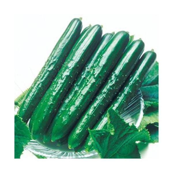 予約販売 キュウリ 夏すずみの苗（接木苗） : 植物・園芸専門店 花育
