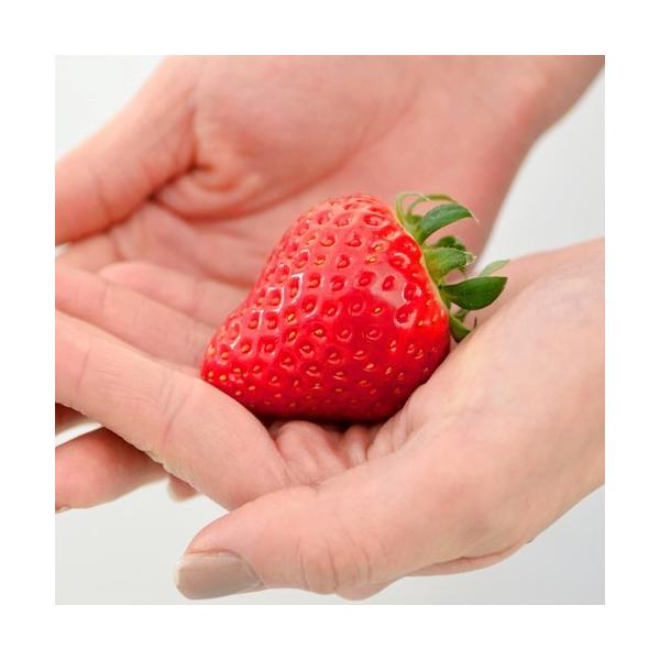 [Release date: September 27, 2023]甘味・酸味・風味・美味が揃った話題の新品種のイチゴです。従来のランナーで増やす苗とは違い、種から育てる新タイプのイチゴなので、病害虫が少なく元気な株に育ちます。果実は赤色で...