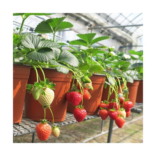 [Release date: September 19, 2025]イチゴ「らくなりイチゴ」は、ビギナーでも安心のうどんこ病耐性で圧倒的に作りやすい苺です！ 甘酸っぱく大きな実がたわわに実り、クリスピーなサクサク新食感が美味しいイチゴです。...