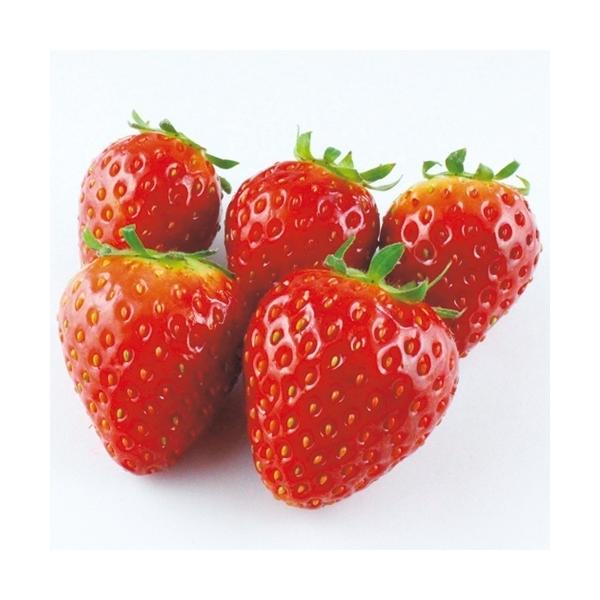 東京おひさまベリーは、露地栽培向けに東京都で育種された期待の新品種。女峰×宝交早生を交配させ従来の露地栽培用品種と比べて糖度が高く、果実のサイズが約1.4倍と大粒。果皮・果肉ともに軟らかすぎず傷みにくい。果肉は中まで赤く、ジャムやコンポート...