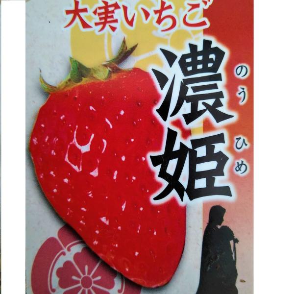 いちご苗濃姫60個セット 専用出品！ 25年9月中下旬予約]イチゴ：初姫（ういひめ）3号ポット の通販
