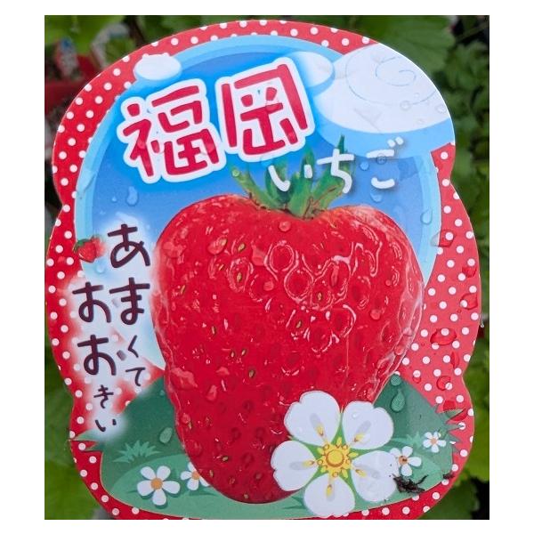数量限定入荷 苺（イチゴ） 福岡いちごの苗 福岡S6号 : 植物・園芸