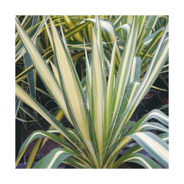 ユッカ・フィラメントーサ・カラーガードYucca filamentosa 'Color