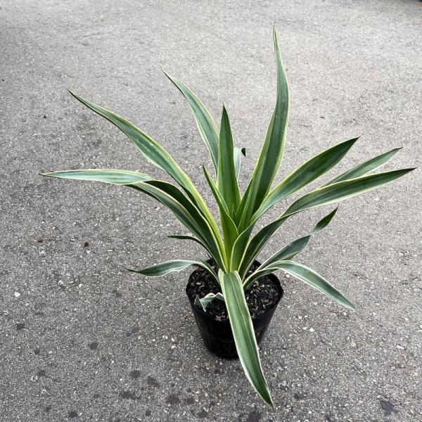 ユッカ グロリオサ'バリエゲイティッド' Yucca gloriosa