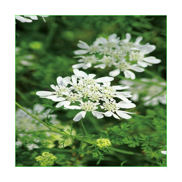 [Release date: May 10, 2022]刺繍のレースのような白い花が特徴的です。中心から少しずつ開花して綺麗な花になっていく姿は、とても上品です。細かい切れ込みのある葉とのバランスが繊細な印象で他の植物の邪魔をせず、組み合わ...