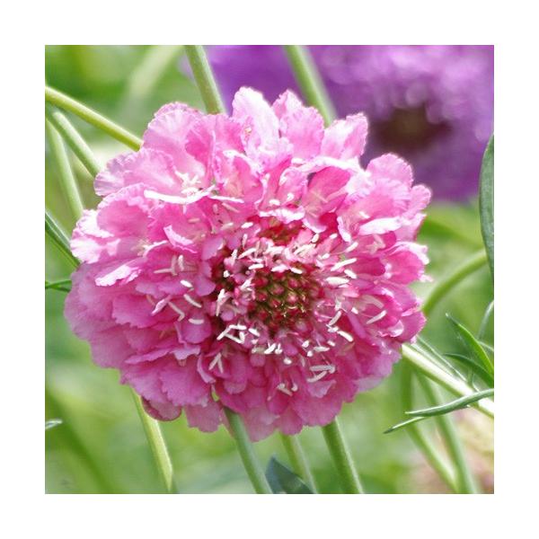 スカビオサ 苗 総合 Favofavoitems