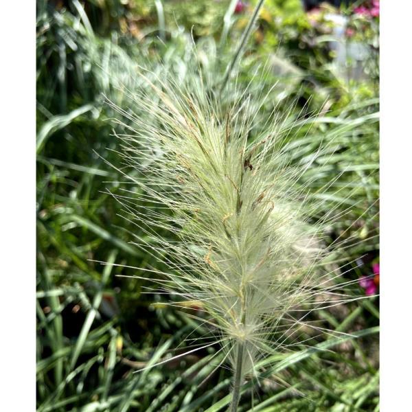 ペニセタム ファウンテングラス ビロサム ウィロスム 銀狐 の苗 Kn Tanen 230 花育通販yahoo 店 通販 Yahoo ショッピング