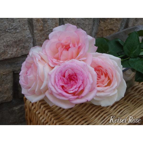 薔薇（バラ）の苗木 HT ルイの涙（るいのなみだ）（接木苗）