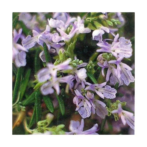ダンシングウォーターはブルーの花色の這い性品種です。這い性品種の中では花色が濃い目です。ハーブの中でも香りの強いローズマリーは、香りを楽しむハーブとして優れています。また、ローズマリーの花は、苗が充実すれば冬と夏の一時期を除いて年中開花しま...