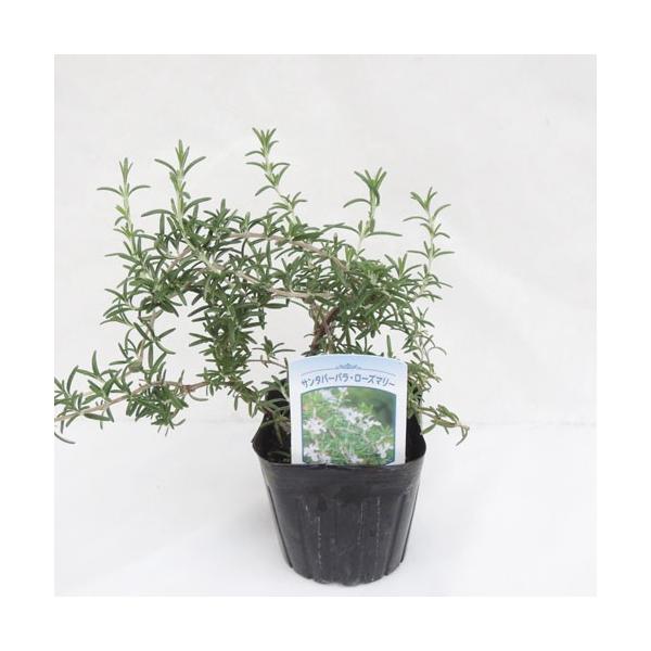 サンタバーバラは這い性品種の中でも草丈が低めのコンパクトな品種で花色は薄いブルーです。ハーブの中でも香りの強いローズマリーは、香りを楽しむハーブとして優れています。また、ローズマリーの花は、苗が充実すれば冬と夏の一時期を除いて年中開花します...