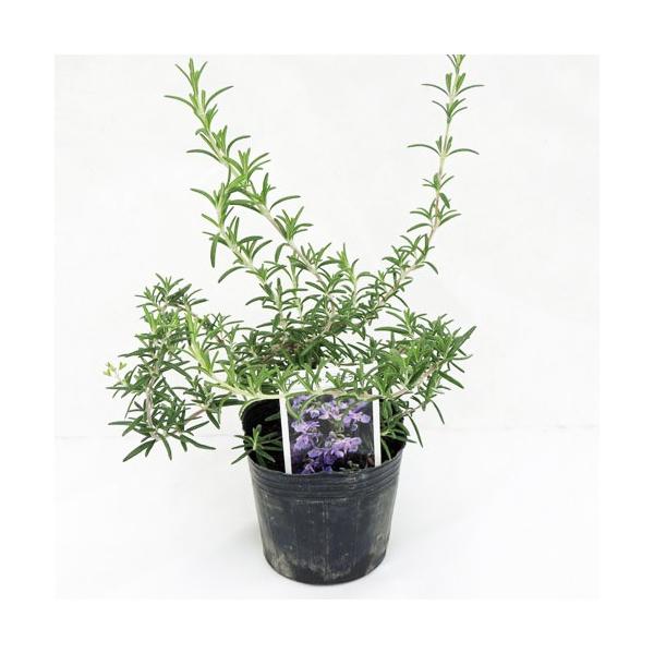 プロスタラータスは淡いブルーの花の這い性品種です。花壇やハンギングバスケットにお勧めで枝が波打つように蛇行しながら枝が伸びます。ハーブの中でも香りの強いローズマリーは、香りを楽しむハーブとして優れています。また、ローズマリーの花は、苗が充実...