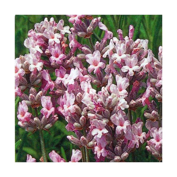 ハーブの苗 イングリッシュラベンダー ミスキャサリン Buyee Buyee Japanese Proxy Service Buy From Japan Bot Online