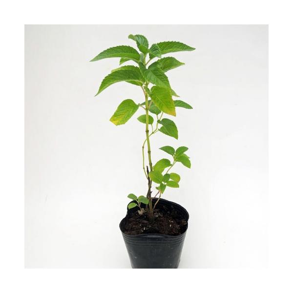 モナルダは別名ベルガモットと呼ばれ、葉と花にベルガモットオレンジのような香りがあることによります。白色の花を茎の先に放射状に咲かせます、暑さ寒さに強く、夏咲きの宿根草としても人気があります。北米の先住民が古くからお茶として飲んでいて、後にイ...