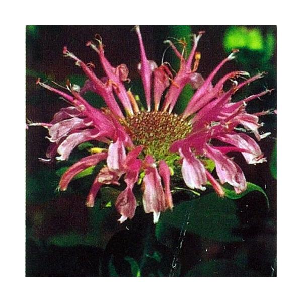 ハーブの苗 モナルダ ワイルドベルガモット Buyee Buyee Jasa Perwakilan Pembelian Barang Online Di Jepang