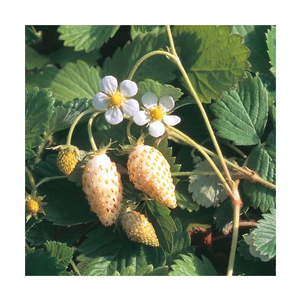 果実の味と葉の香りを両方楽しめるハーブです。果実は小さいながらも、甘くて香りが強く、イチゴに似た味です。葉は乾燥させてハーブティやポプリにして香りを楽しみましょう。ハーブ（香草）「ワイルドストロベリー」苗のサイズ：9cmポット植え利用方法：...
