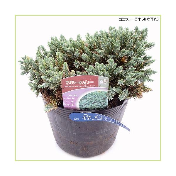 コニファー苗木 ブルースター : 植物・園芸専門店 花育通販Yahoo