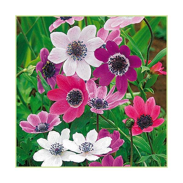 野放し球根 アネモネ フルゲンス 5球入り Sa Kyukon 017 花育通販yahoo 店 通販 Yahoo ショッピング