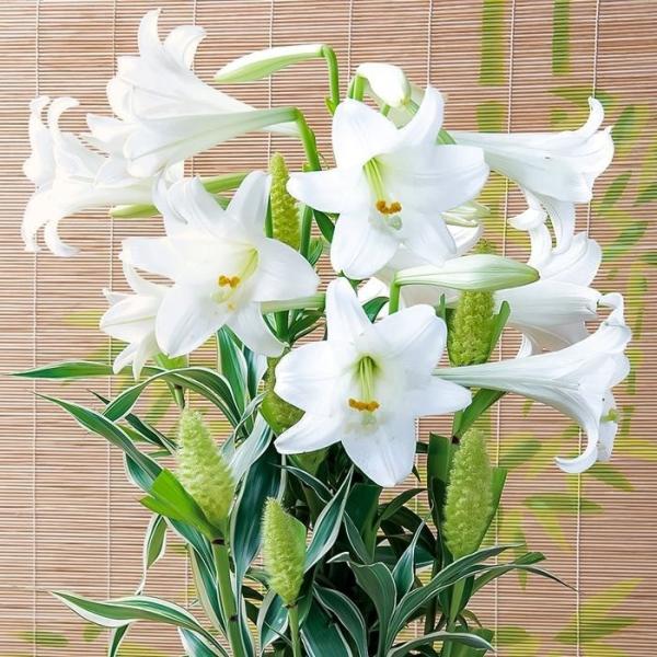 hanaikushop_sa-lili-021