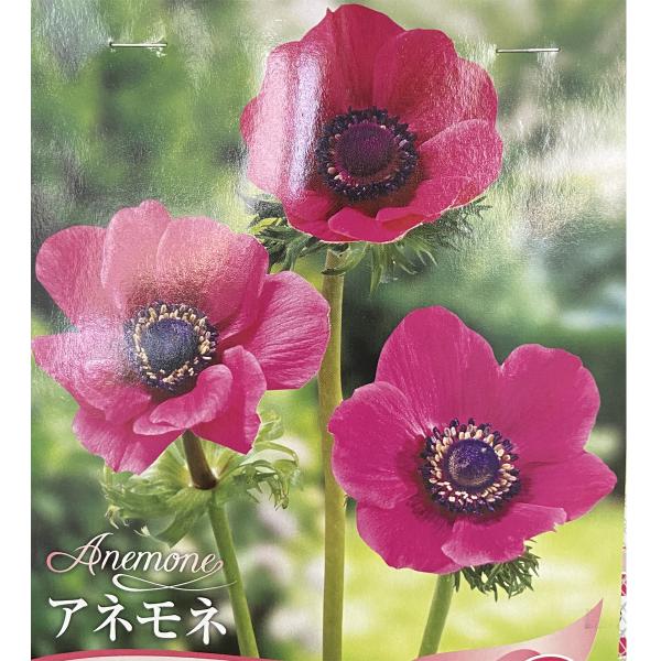 アネモネの球根 一重咲き桃花 35ｍｌ入り Ta Kyukon 084 花育通販yahoo 店 通販 Yahoo ショッピング