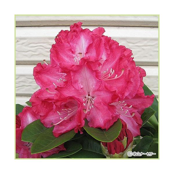 石楠花（シャクナゲ）苗木 紅富士（6号鉢植え） : 植物・園芸専門店 花