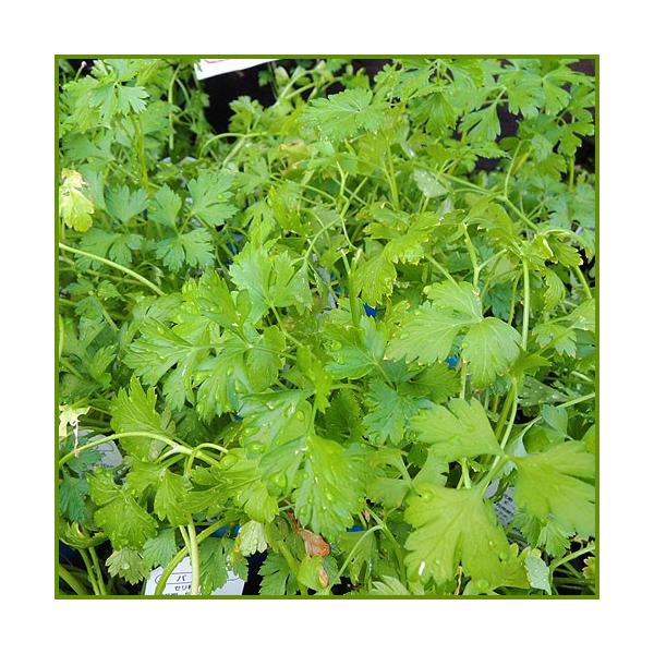 「イタリアンパセリ」は、ビタミンや鉄分が豊富なハーブとして知られ、サラダやスープ、イタリア料理との相性は抜群です。普通のパセリより香りが強く、爽やかな味わいがあります。室内鑑賞にもおすすめします。ハーブ（香草）「イタリアンパセリ」苗のサイズ...