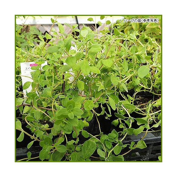 オレガノの仲間ですが、より甘い香りが特徴で、気持ちが落ち着くハーブです。生葉を料理に、乾燥させてハーブティにと、香りを楽しむことのできるハーブです。ハーブ（香草）「スイートマジョラム 」苗のサイズ：9cmポット苗収穫時期：1年中（開花直前が...