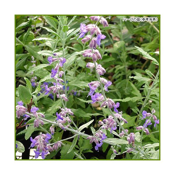 毎年花が楽しめる宿根草のハーブです。ロシアンセージは草丈が最大1mを超え、夏から秋にかけ美しい花が咲き、葉や茎からは爽やかなセージの香りがします。ハーブ（香草）「ロシアンセージ 」苗のサイズ：9cmポット苗収穫時期：4月〜10月頃開花期：6...