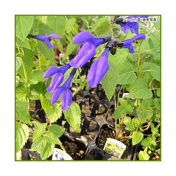 他にない深い青紫の花が特徴的なセージです。草丈も1mを超え、お庭やベランダを印象付けます。ハーブ（香草）「メドーセージ（メドウセージ）」苗のサイズ：9cmポット苗収穫時期：4月〜10月頃開花期：6月〜10月頃利用方法：料理の香り付け、ハーブ...