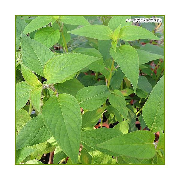 その名の通りパイナップルのような甘い香りがするセージです。花も美しく、観賞用として庭植えや鉢植えにもおすすめです。生育期には草丈が1mを超えます。ハーブ（香草）「パイナップルセージ」苗のサイズ：9cmポット苗収穫時期：4月〜10月頃開花期：...