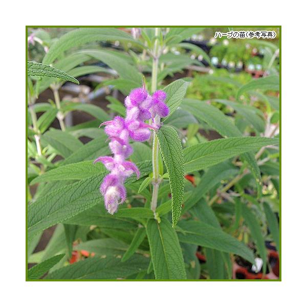花に見える紫色の部分はガクで、フェルト生地のような手触りの良い毛が生えており、ガクから伸びる白色や淡いピンクの花びらよりも印象に残ります。遠目で見ると花穂はきれいな紫色に見えることから「アメジストセージ」「ベルベットセージ」と呼ばれます。 ...