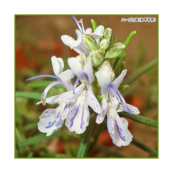 ハーブの中でも香りの強いローズマリーは、香りを楽しむハーブとして優れています。「ミス・ジェサップ」は藤色の花が咲き、耐寒性の高い品種です。また、ローズマリーの花は、苗が充実すれば冬と夏の一時期を除いて年中開花しますので、生垣や花壇のふち取り...