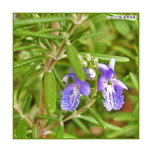 ハーブの中でも香りの強いローズマリーは、香りを楽しむハーブとして優れています。「ディープブルー」は、大きめの濃い青紫の花を咲かせます。また、ローズマリーの花は、苗が充実すれば冬と夏の一時期を除いて年中開花しますので、生垣や花壇のふち取りにも...