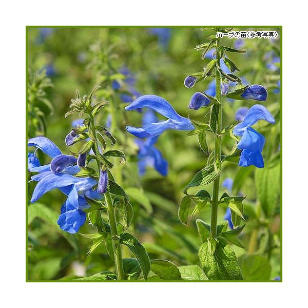 サルビアコスミックブルーは、長い期間ブルーの爽やかな花を楽しむことが出来るハーブ。また、日当たりのよい場所だと葉の色が赤みをおびてブロンズのような色合いになるので花色とのコントラストも大変美しいハーブです。花が無い時期でもカラーリーフプラン...