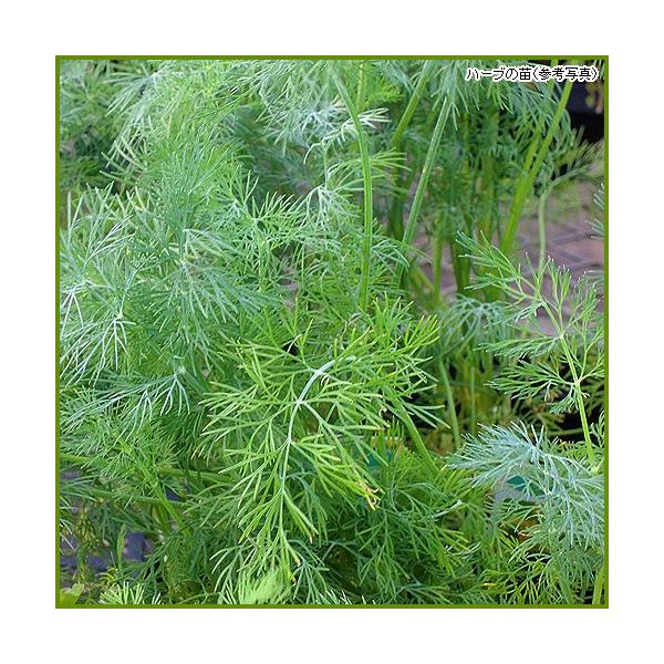 ハーブの苗 ディル Buyee Buyee Japanese Proxy Service Buy From Japan Bot Online