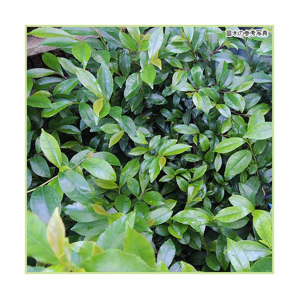 [Release date: December 12, 2023]日陰で育つ定番の庭木です。ヒサカキは濃い緑色で光沢のある葉をしている常緑低木です。大変丈夫で日陰に強く、生長もゆっくりなので日陰の庭木や生垣におすすめです。枝葉が榊（サカキ）...