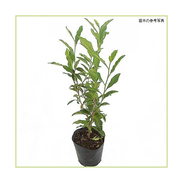 お茶の木 チャノキ サヤマカオリ の苗木 Uk Kaboku 133 花育通販yahoo 店 通販 Yahoo ショッピング