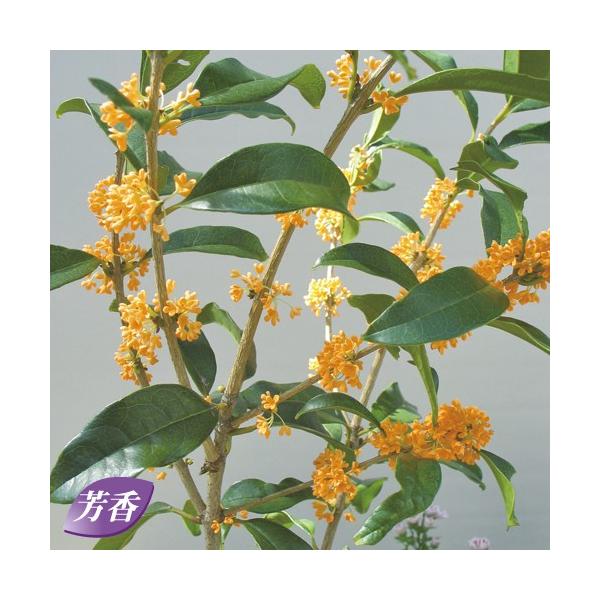[Release date: May 1, 2020]秋を代表する香りのよい花木で、小さなオレンジ色の小花から心地よい香りがお庭いっぱいに漂います。日本人に馴染みの深い秋の香りのひとつですね。また、常緑性で刈り込みにも強いので、庭木や公園な...