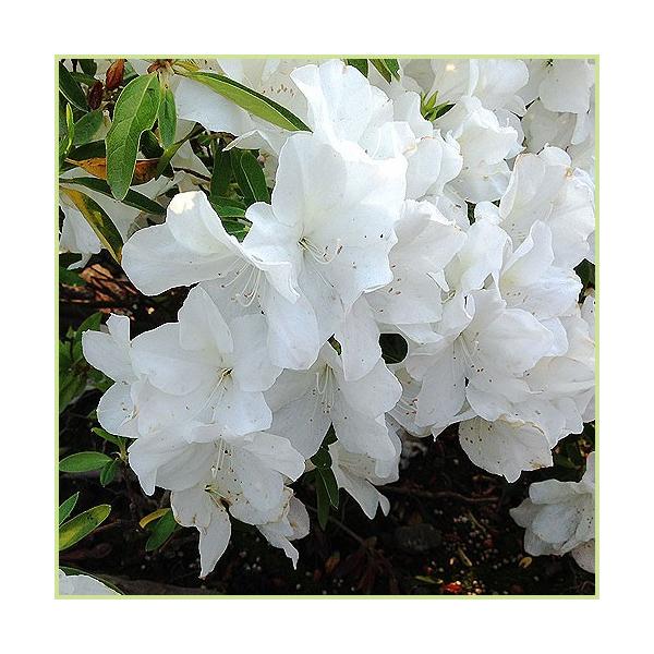 平戸ツツジ「白花」の苗木を販売しています。生垣（垣根）や目隠しに人気のツツジです。白花の大輪花の平戸ツツジ（ひらどつつじ）です。清楚で爽やかな印象で単色でも綺麗ですが、赤やピンクの花と合わせても相性が良い。ツツジは、和風・洋風のお庭を問わず...