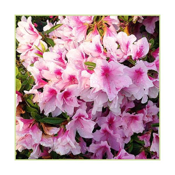 平戸ツツジ「ピンク花」の苗木を販売しています。生垣（垣根）や目隠しに人気のツツジです。ピンク花の大輪花の平戸ツツジ（ひらどつつじ）です。ピンク１色ではなく、微妙に花弁から色合いが変化します。花付きが良く花期は花で覆いかぶさる様に咲きほこりま...